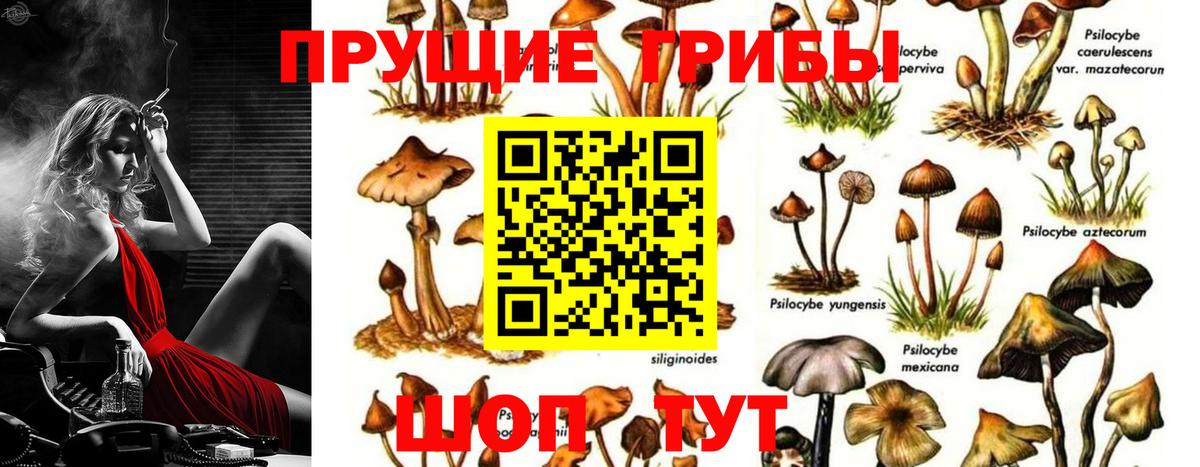 цены наркотик  Галлюциногенные грибы Magic Shrooms  Вход с VPN  Псилоцибиновые грибы MAGIC MUSHROOMS  Муравленко 